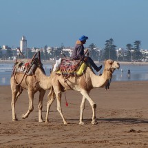 Dromedaries on the beach - Essaouira is a little bit touristic